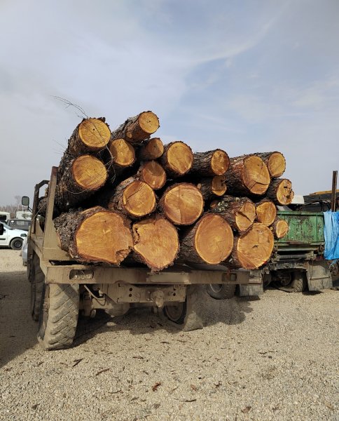 Житель Тыгды, незаконно срубивший деревья на территории Магдагачинского лесничества, окажется на скамье подсудимых