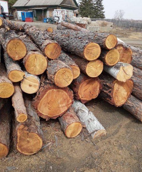 Житель Тыгды, незаконно срубивший деревья на территории Магдагачинского лесничества, окажется на скамье подсудимых